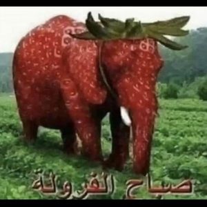 Meet your Posher, Alia